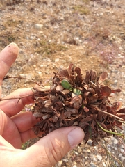 Limonium duriusculum
