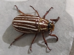 Polyphylla diffracta