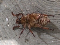 Polyphylla diffracta