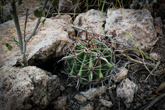 Ferocactus herrerae