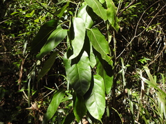 Leichhardtia rostrata