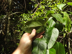 Leichhardtia rostrata