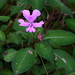 Impatiens kinabaluensis - Photo (c) leithallb, some rights reserved (CC BY-NC), uploaded by leithallb