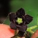 Black Swallow-Wort - Photo (c) Rob Curtis, some rights reserved (CC BY-NC-SA), uploaded by Rob Curtis