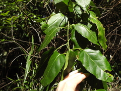 Leichhardtia rostrata