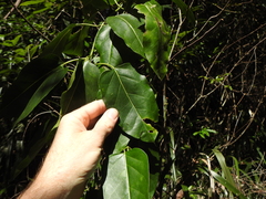 Leichhardtia rostrata