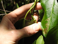 Leichhardtia rostrata