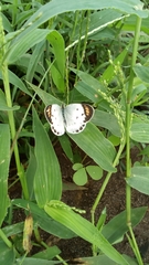 Colotis etrida