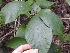 Gmelina leichhardtii