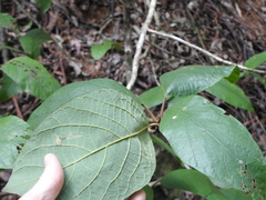 Gmelina leichhardtii