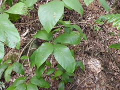 Gmelina leichhardtii