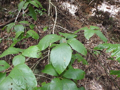 Gmelina leichhardtii