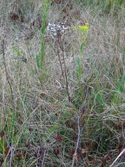 Arnoglossum plantagineum