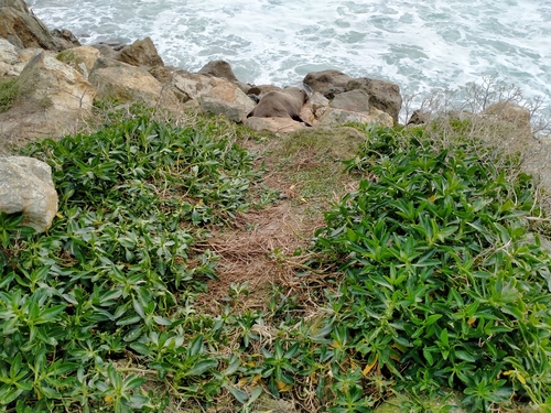 Image of Lepidium crassum by (c) John Barkla, some rights reserved (CC BY)