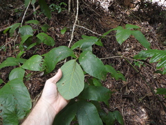 Gmelina leichhardtii