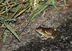 Lithobates kauffeldi