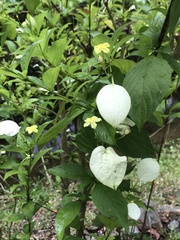 Pseudomussaenda flava