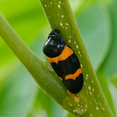 Cosmoscarta abdominalis