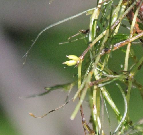 Zannichellia palustris iNat (2)