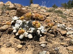 Eriogonum alpinum