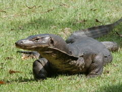 Varanus salvator