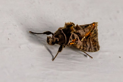Plusiopalpa adrasta