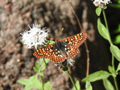 Euphydryas chalcedona sierra