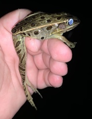 Lithobates kauffeldi