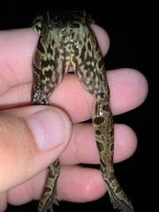 Lithobates kauffeldi