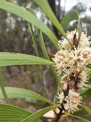 Hakea benthamii