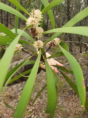 Hakea benthamii