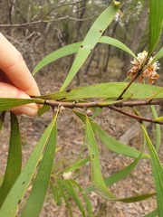 Hakea benthamii