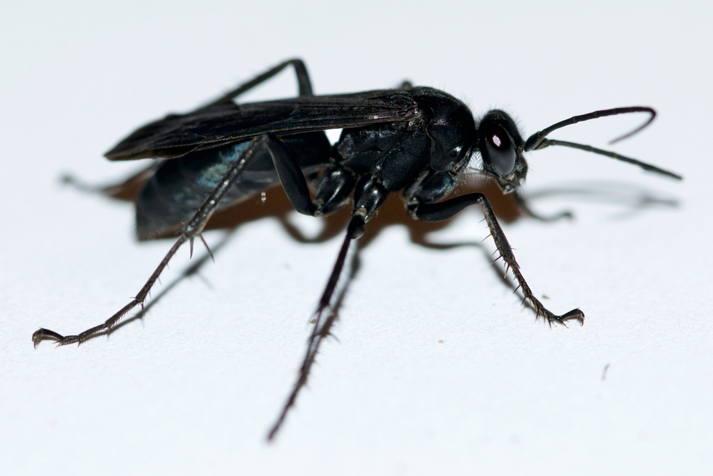 Anopliini