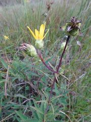 Silphium asteriscus trifoliatum