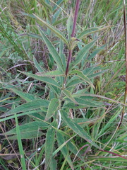 Silphium asteriscus trifoliatum