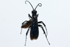 Anoplius cleora