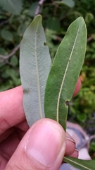 Salix pedicellaris
