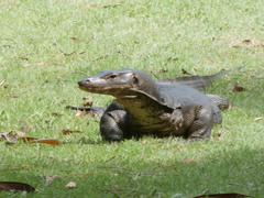 Varanus salvator