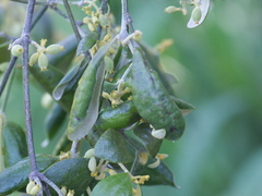 Notothixos subaureus