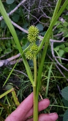 Sparganium glomeratum
