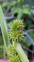 Sparganium glomeratum