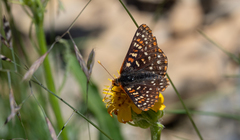 Euphydryas editha