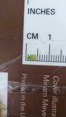 Sparganium glomeratum