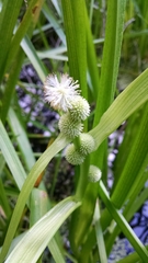 Sparganium glomeratum