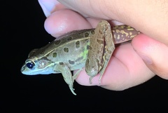 Lithobates kauffeldi