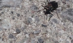 Cicindela punctulata punctulata