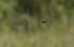 Somatochlora arctica