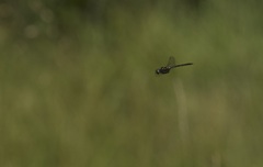 Somatochlora arctica