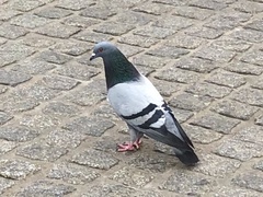 Columba livia domestica