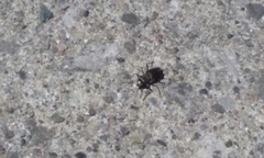 Cicindela punctulata punctulata